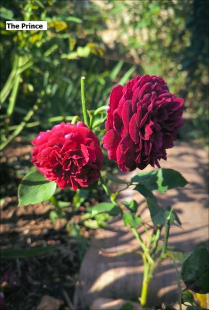 2.c - Helena Nezbedová