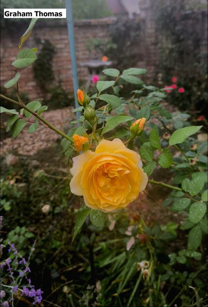 3 (4) - Helena Nezbedová