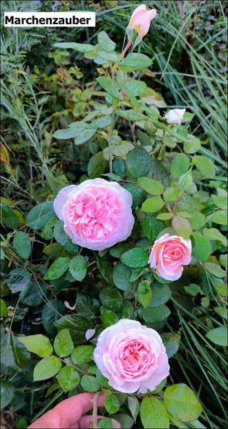 3 (5) - Helena Nezbedová