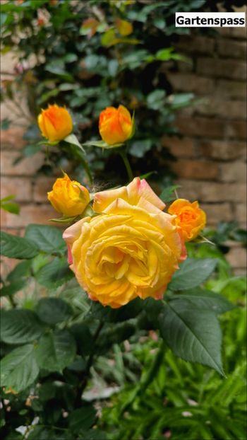 3 (11) - Helena Nezbedová