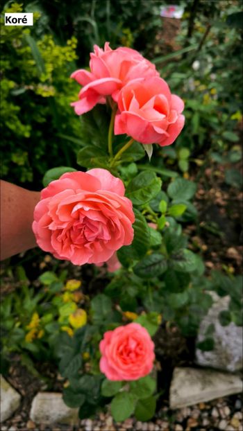 3 (12) - Helena Nezbedová