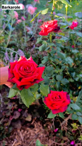 3 (14) - Helena Nezbedová