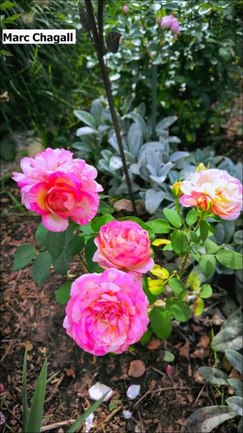 3 (18) - Helena Nezbedová