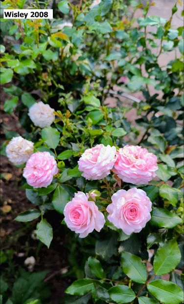 3 (20) - Helena Nezbedová