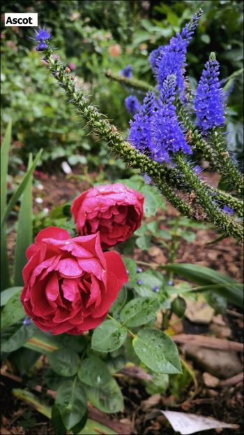 3 (25) - Helena Nezbedová