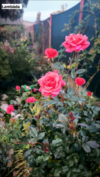 3.a (2) - Helena Nezbedová