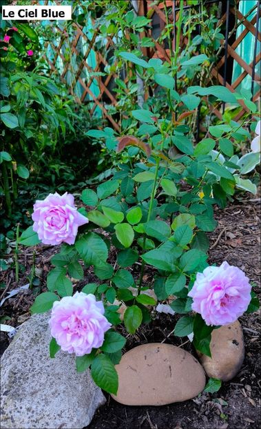 3.a (4) - Helena Nezbedová