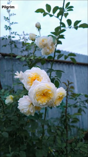 3.a - Helena Nezbedová