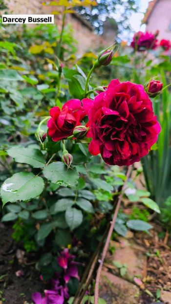 3.b (3) - Helena Nezbedová