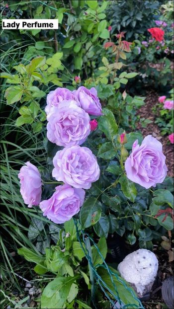 4 (3) - Helena Nezbedová