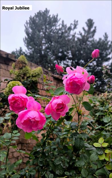 4 (4) - Helena Nezbedová