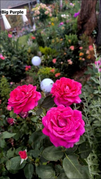 4 (5) - Helena Nezbedová