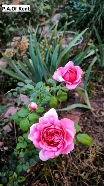 4 (5) - Helena Nezbedová