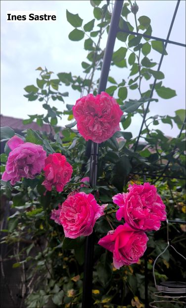 4 (8) - Helena Nezbedová