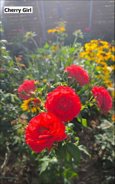 4 (9) - Helena Nezbedová