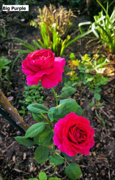 4 (13) - Helena Nezbedová