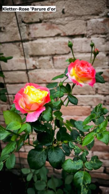 4 (16) - Helena Nezbedová