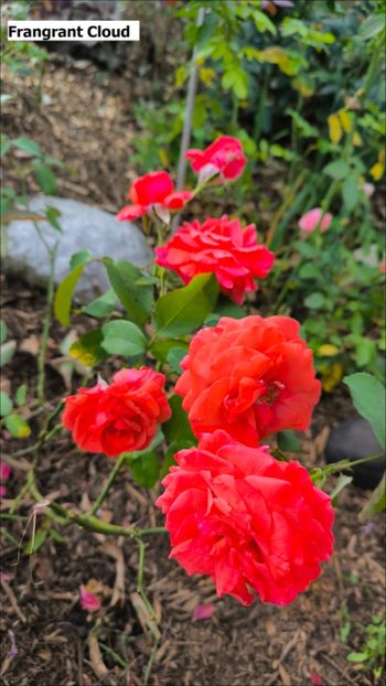 4 (17) - Helena Nezbedová