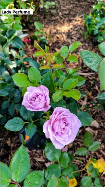 4 (20) - Helena Nezbedová