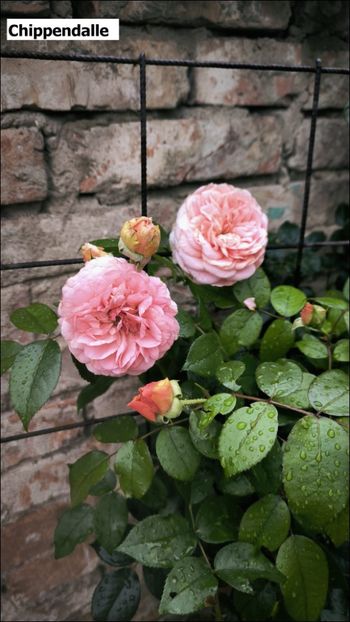 4 (22) - Helena Nezbedová