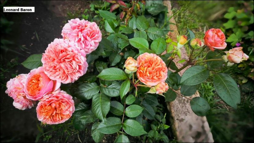 4.a (2) - Helena Nezbedová