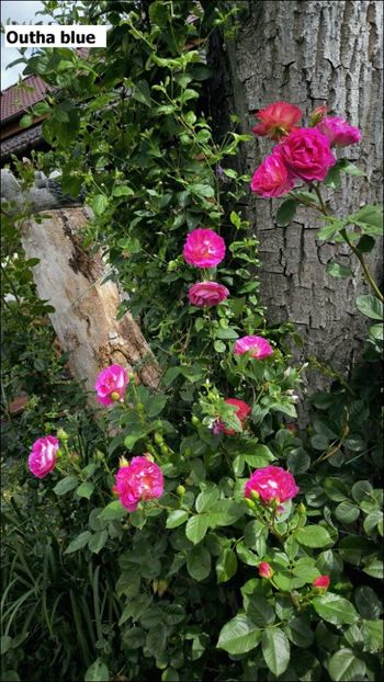 4.b - Helena Nezbedová