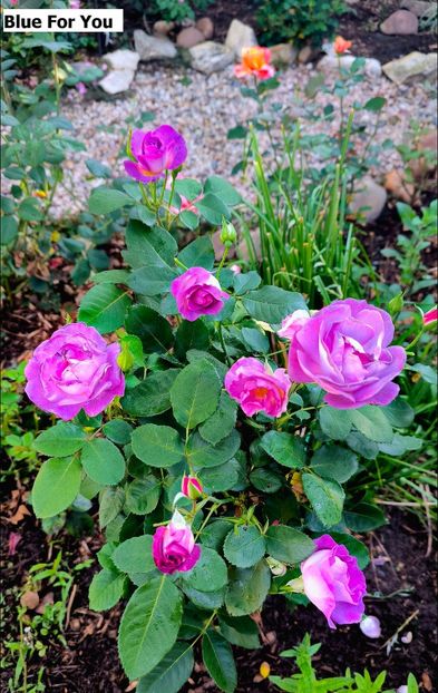 5 (17) - Helena Nezbedová