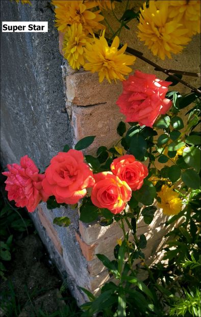 5 (18) - Helena Nezbedová