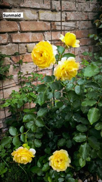 5 (19) - Helena Nezbedová