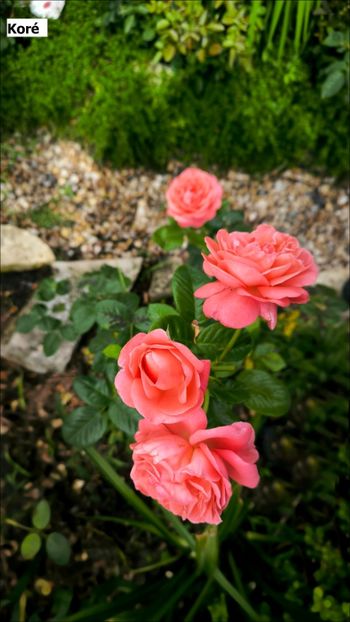 5 (21) - Helena Nezbedová