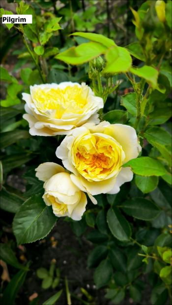 5 (22) - Helena Nezbedová