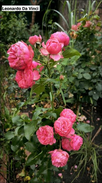 5 (26) - Helena Nezbedová