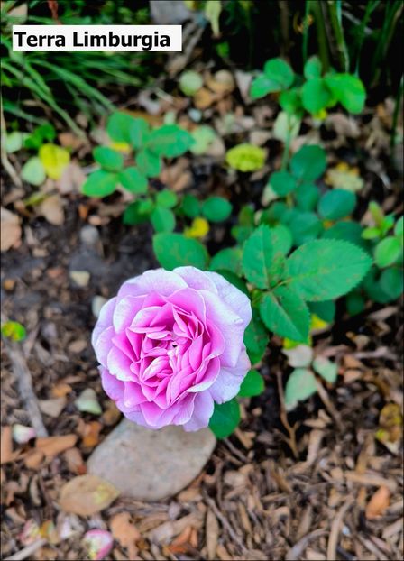 5.a (2) - Helena Nezbedová