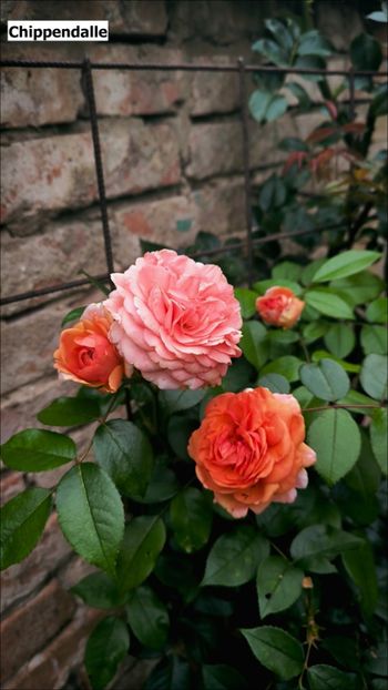 5.a (5) - Helena Nezbedová