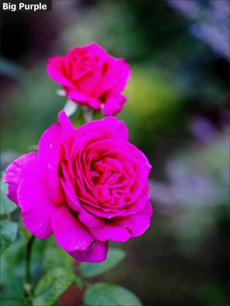 5_20 (2) - Helena Nezbedová