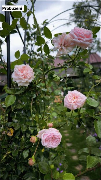 5a (2) - Helena Nezbedová