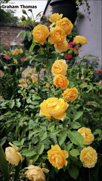 6 (2) - Helena Nezbedová