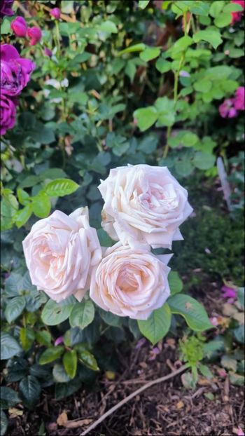 6 (3) - Helena Nezbedová