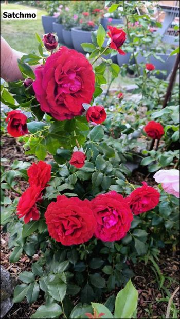 6 (4) - Helena Nezbedová