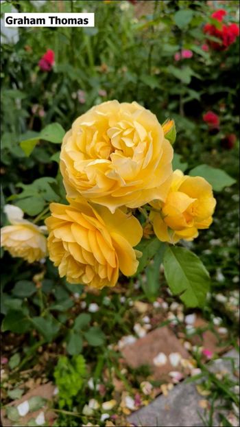 6 (5) - Helena Nezbedová