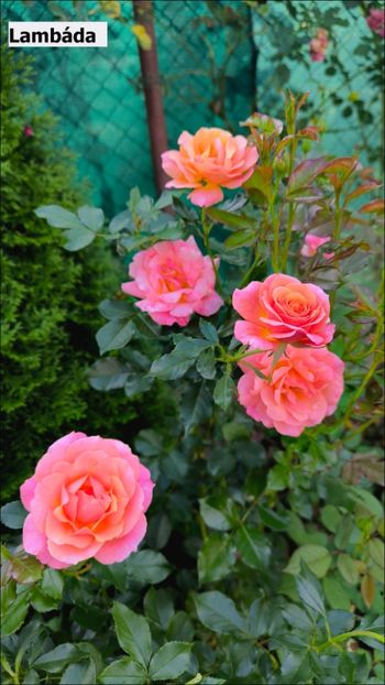 6 (12) - Helena Nezbedová