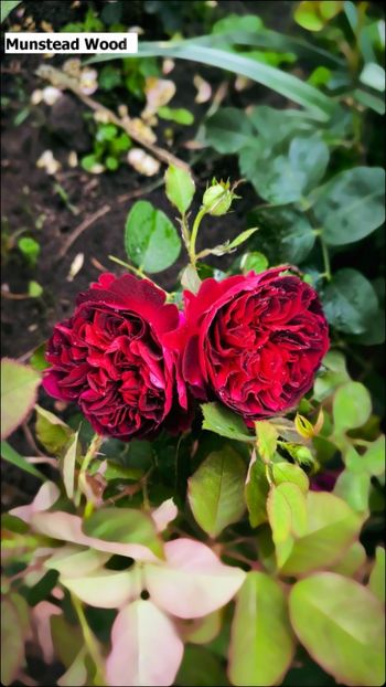 6 (13) - Helena Nezbedová