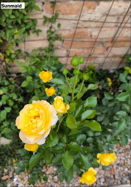 6 (15) - Helena Nezbedová