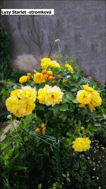 6 (21) - Helena Nezbedová