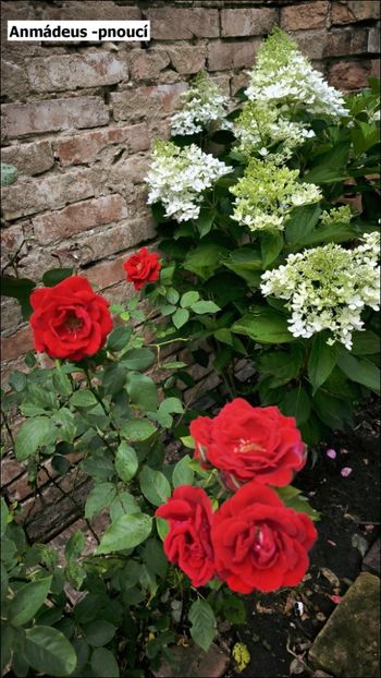 6 (23) - Helena Nezbedová