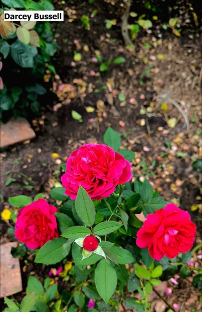 6 (25) - Helena Nezbedová