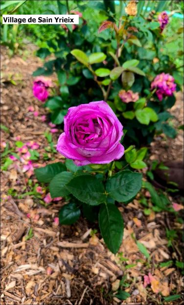 6.a (2) - Helena Nezbedová