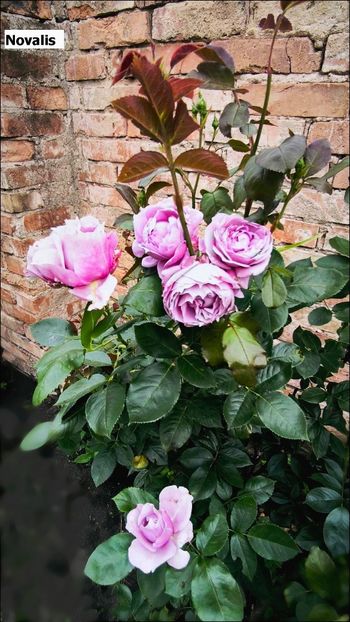 6.a (5) - Helena Nezbedová