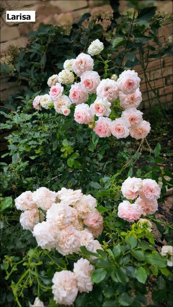 9 (13) - Helena Nezbedová