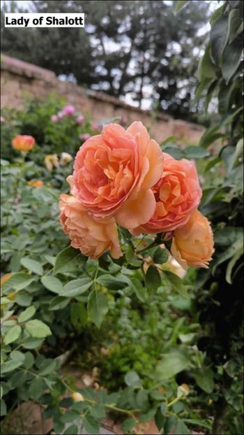 7 (6) - Helena Nezbedová